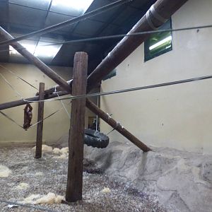 First Indoor Orang Enclosure