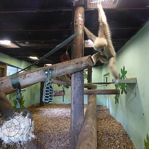 Indoor of Lar Gibbon Enclosure