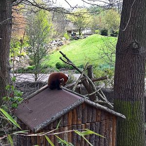 Nepalese red panda
