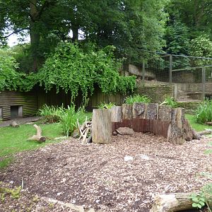 African Spurred Thighed Tortoise Enclosure
