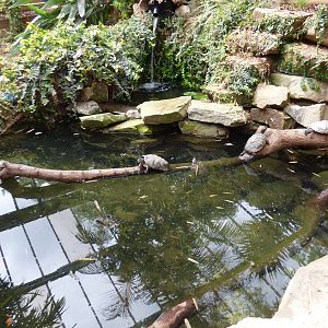 Red Eared Terrapin in Lorikeet Lookout