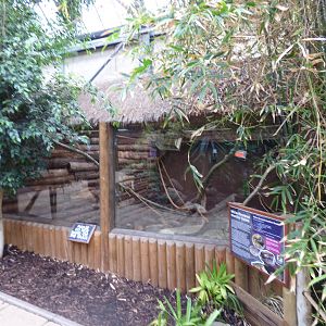 White-Throated Monitor Enclosure in Lorikeet Lookout