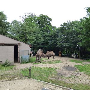 View over Camel Enclosure