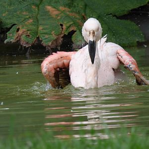 Swimming Flamingo