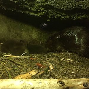 Canadian Beaver Exhibit -  Den view with kits.
