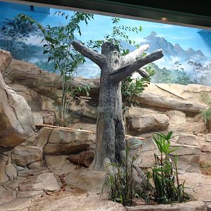 Expedition: Asia - Otter Exhibit