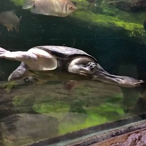Northern Australian snake-necked turtle