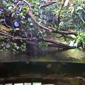 Turtle and treefrog enclosure