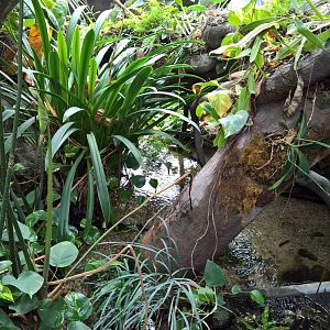 Flora in the Indonesian jungle pavilion