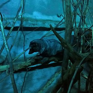 Philippine Palm civet