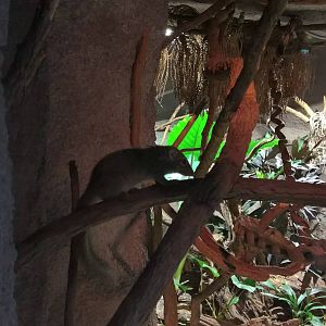 Belanger's tree-shrew