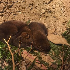 Fisher Exhibit - Den View