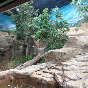 Expedition: Asia - Clouded Leopard Exhibit