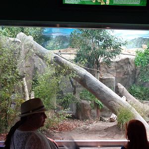 Expedition: Asia - Clouded Leopard Exhibit