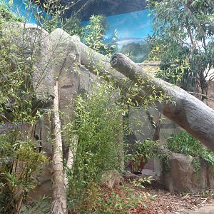 Expedition: Asia - Clouded Leopard Exhibit