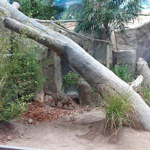 Expedition: Asia - Clouded Leopard Exhibit