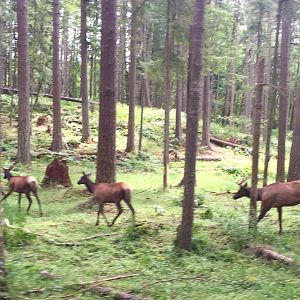 Roosevelt Elk in free-roaming area
