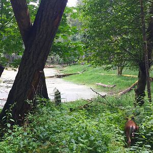 Colombian Blacktail Deer slipping into the foreat