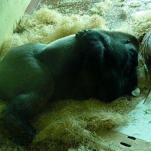 Pertinax, Lowland Gorilla, June 2016