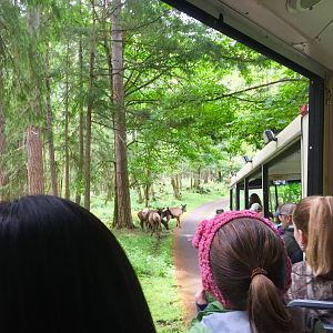 View of Elk from Tram.