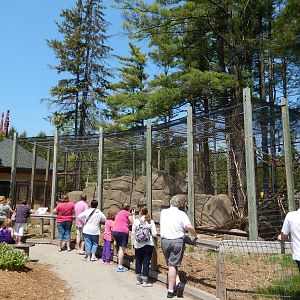 5/22/2016 - Japanese Macaque Exhibit