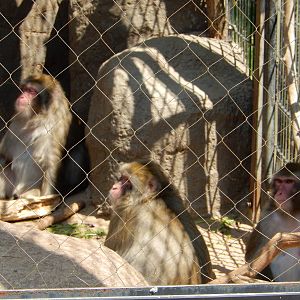 5/22/2016 - Japanese Macaques