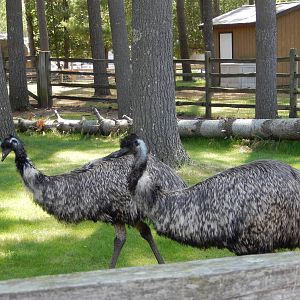 5/22/2016 - Emus