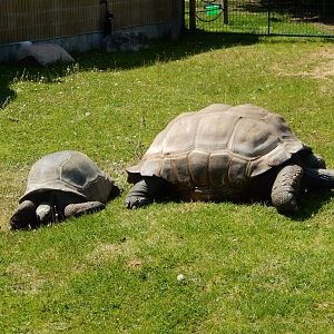 5/22/2016 - Aldabra Tortoises