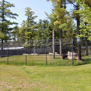 5/22/2016 - Black Bear Exhibit