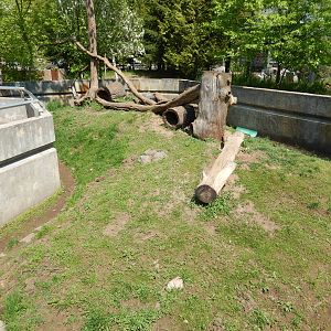 5/22/2016 - Raccoon Exhibit