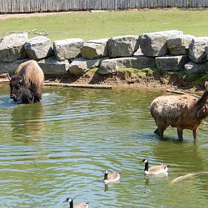5/22/2016 - Bison and Elk Taking a Dip