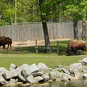 5/22/2016 - American Bison