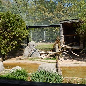 5/22/2016 - Bald Eagle & Turkey Vulture Exhibit