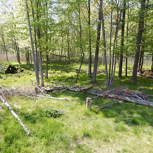 5/22/2016 - First Moose Habitat