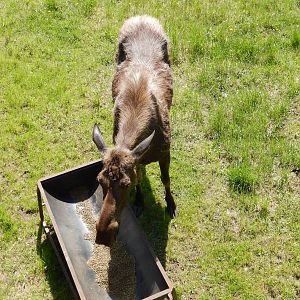 5/22/2016 - Female Moose