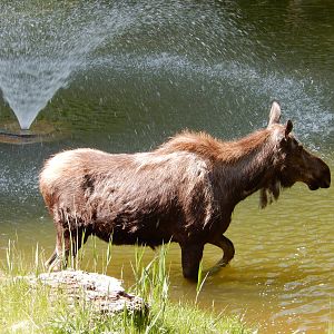 5/22/2016 - Female Moose