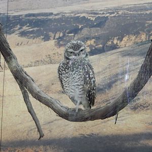 5/22/2016 - Burrowing Owl