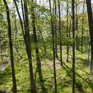 5/22/2016 - Second Moose Habitat