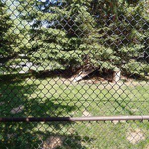 5/22/2016 - Canadian Lynx Habitat