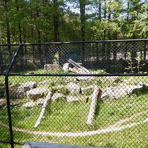 5/22/2016 - Cougar Exhibit