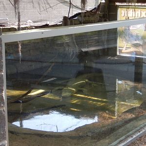 5/22/2016 - White Alligator Exhibit