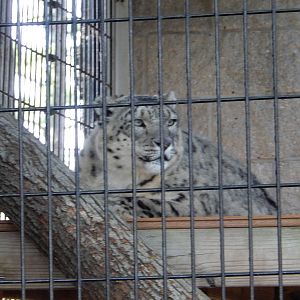 5/22/2016 - Snow Leopard