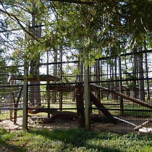 5/22/2016 - Main Snow Leopard Exhibit