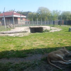 5/22/2016 - African Lion Habitat