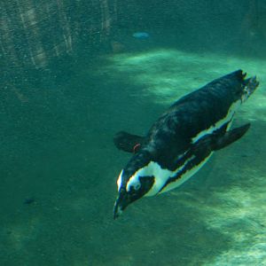 5/22/2016 - "Flying" Through the Water