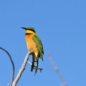 Little Bee-eater, Moremi Game Reserve, Botswana, 29/04/16