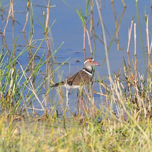 Three-banded Plover, Moremi Game Reserve, Botswana, 29/04/16
