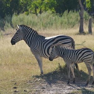 Damara Zebra and Foal, Moremi Game Reserve, Botswana, 29/04/16