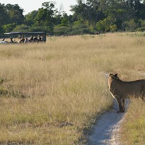 South-west African Lion, Moremi Game Reserve, Botswana, 29/04/16