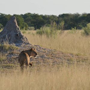 South-west African Lion, Moremi Game Reserve, Botswana, 29/04/16